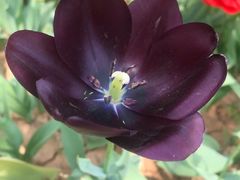 -洛阳郁金香牡丹园