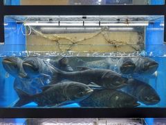 千岛湖胖头鱼-好灶头妈妈菜·柴火灶台鱼·千岛湖土菜地标美食