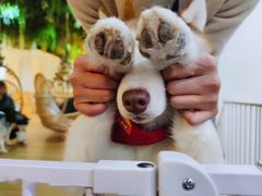 -Husky Go! 哈士奇体验馆·宠物咖啡厅狗咖