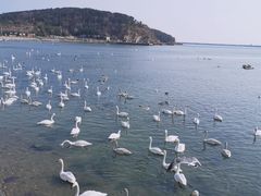 -烟墩角天鹅湖