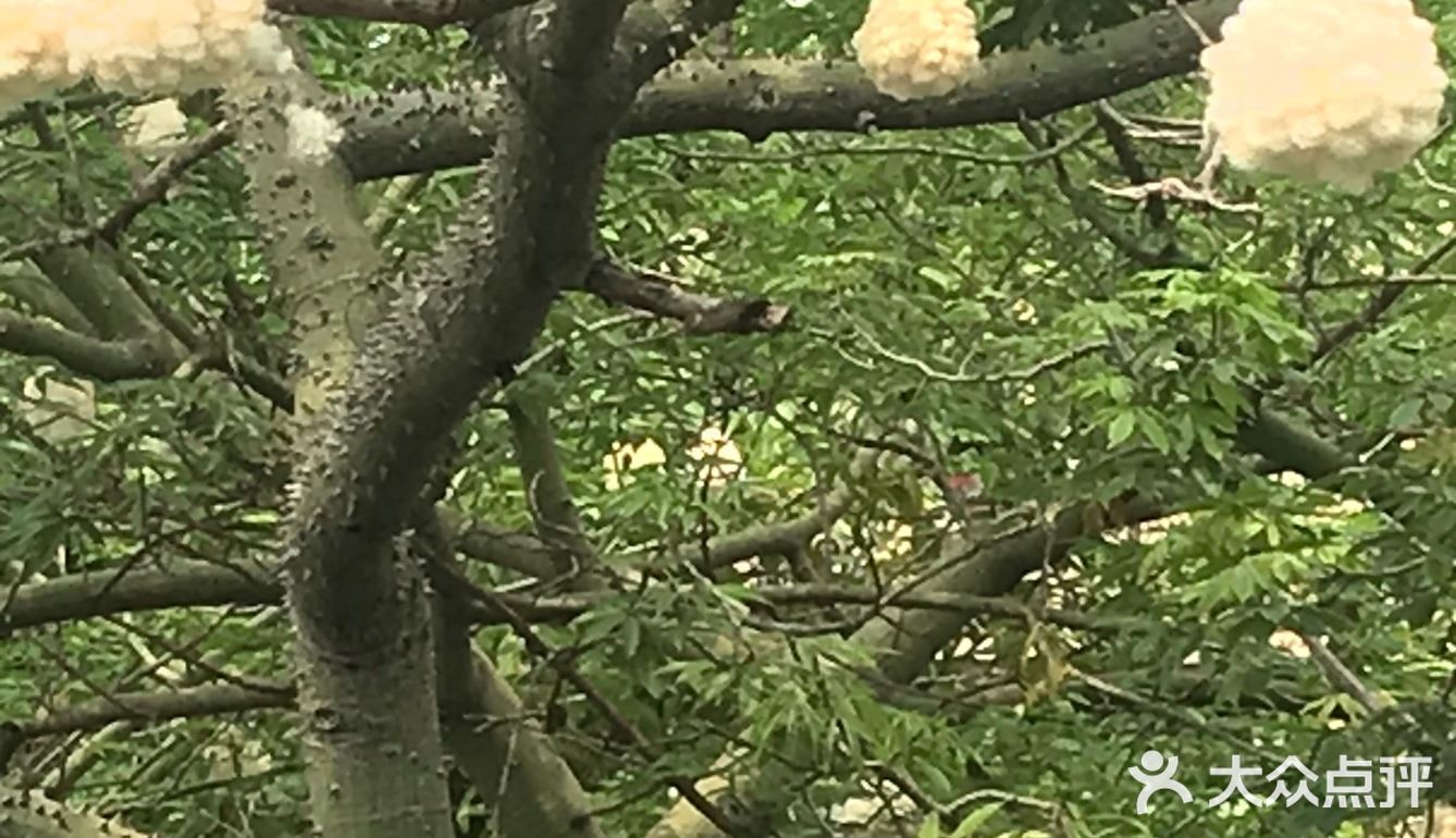 木棉花开 飞絮濛濛