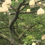 木棉花开 飞絮濛濛