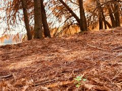 -上海海湾国家森林公园