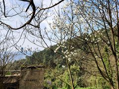 -南山植物园