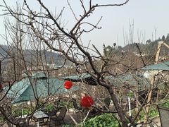 -桃源山庄·水蜜桃采摘·柴火鸡·烧烤团建(龙泉山店)