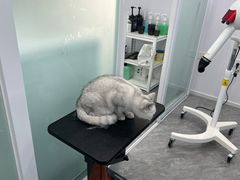 -爱洗澡的猫(望京店)