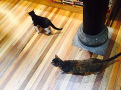 -猫的天空之城概念书店(杭州南宋御街店)