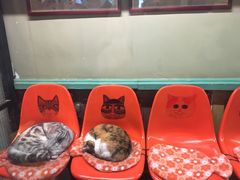 -猫咪博物馆(顶澳仔猫街店)