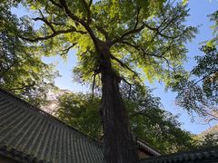 -青岛崂山太清宫