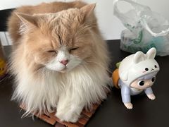 -创凡宠物医院·骨专科  猫科中心(西乡分院)