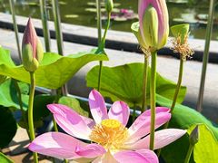 -莲花池公园