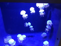 -西雅图水族馆