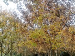 -白鹭湾湿地公园