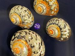 -青岛贝壳博物馆