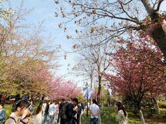 -西安青龙寺遗址景区