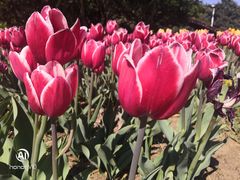 -长春公园(普阳街道)