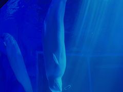 -上海海昌海洋公园-冰山北极馆