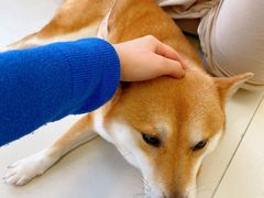 -怪兽屋·羊驼·猫咖·狗咖(俊华广场店)