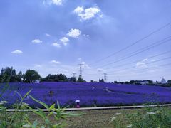 -紫颐香薰山谷景区