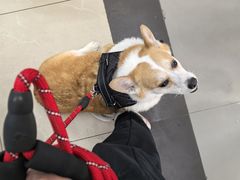 -爱侣宠医·鹦鹉专科·小型哺乳类·异宠专科(灵石路店)