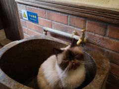 -more than meow吴止猫主题餐厅(承德 中船汇店)