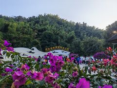 -西双版纳原始森林公园