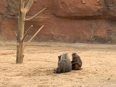 -杭州野生动物世界