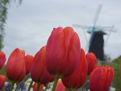-上海鲜花港