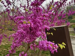 -元大都城垣遗址公园