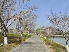 -羊山湖公园