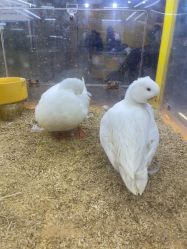 -神奇动物撸宠馆·羊驼·小浣熊·异宠(豫园店)