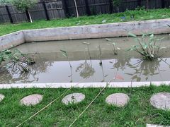 -南汇新场正宗水蜜桃采摘