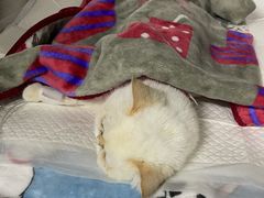 -纳吉亚猫专科动物医院·北北分院