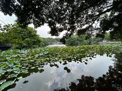 -荔湾湖公园