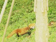 -都江堰中华大熊猫苑