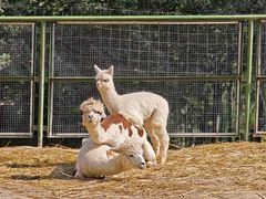 -青藏高原野生动物园