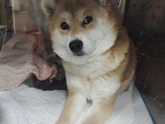 -科道动物医院·急重症中心(万达院)