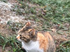 -西园寺