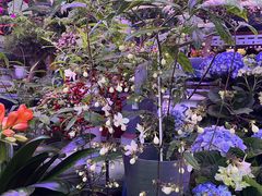 -花鸟鱼虫鲜花绿植市场(玉泉路店)