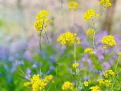 -梁鸿国家湿地公园