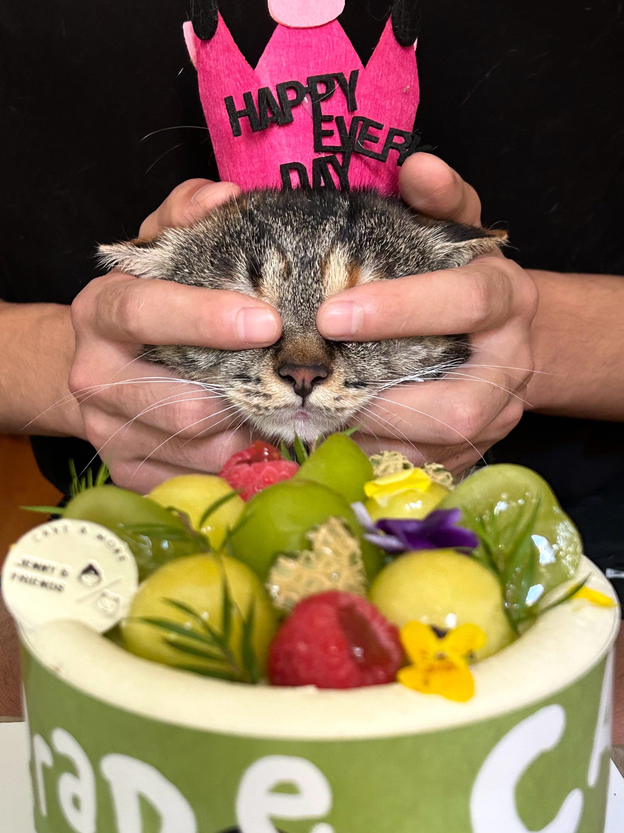 我的小猫一周岁生日快乐