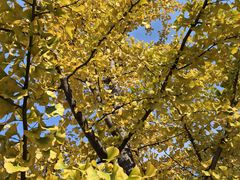 -长白岛森林公园