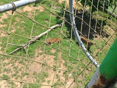 -西霞口神雕山野生动物世界