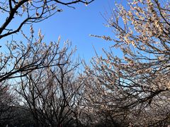 -香雪海