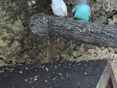 -青青世界