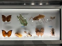 -美国自然历史博物馆