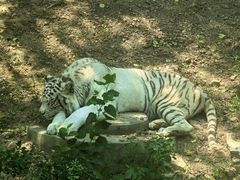 -大连森林动物园