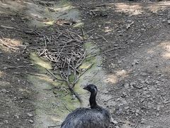 -安徽大青山野生动物世界