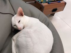 -飞行喵MR PILOT|猫舍·猫咖(静安大融城店)