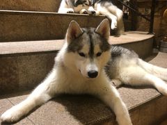 -more than meow吴止猫主题餐厅(承德 中船汇店)